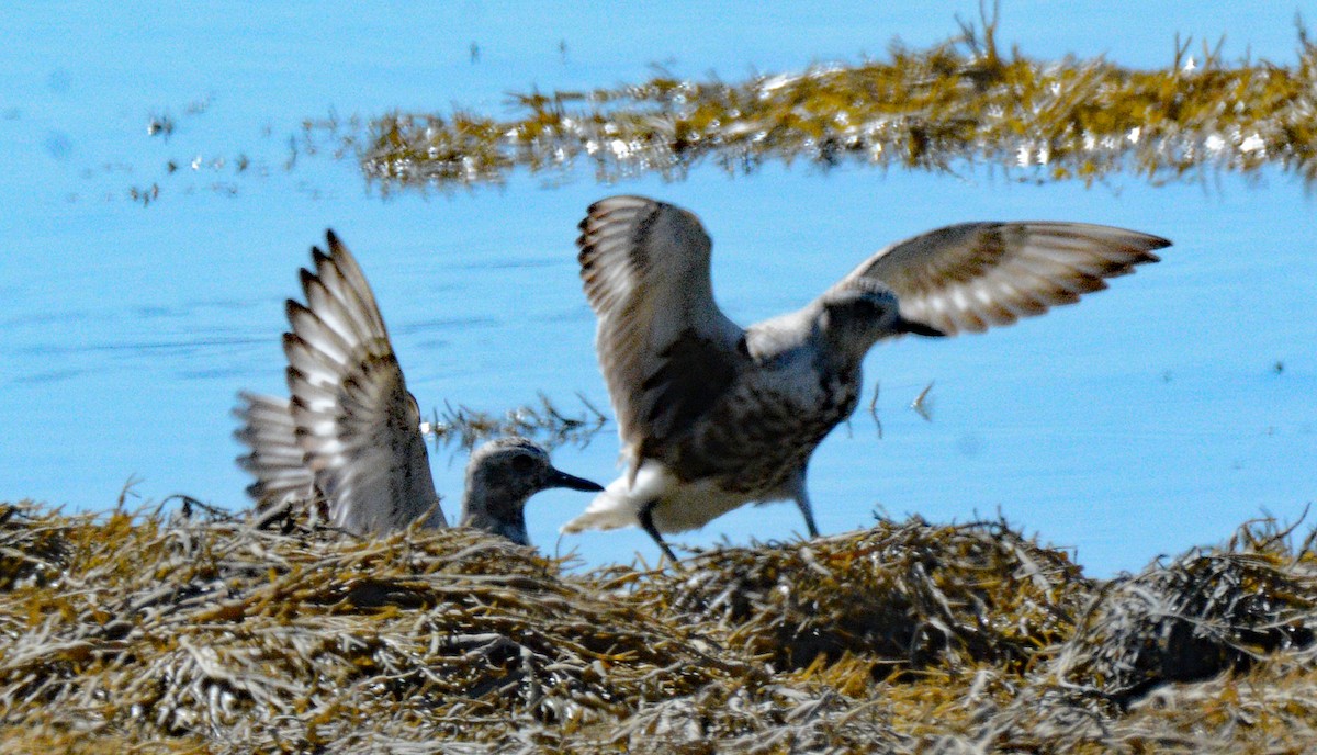 Black-bellied Plover - ML623081317