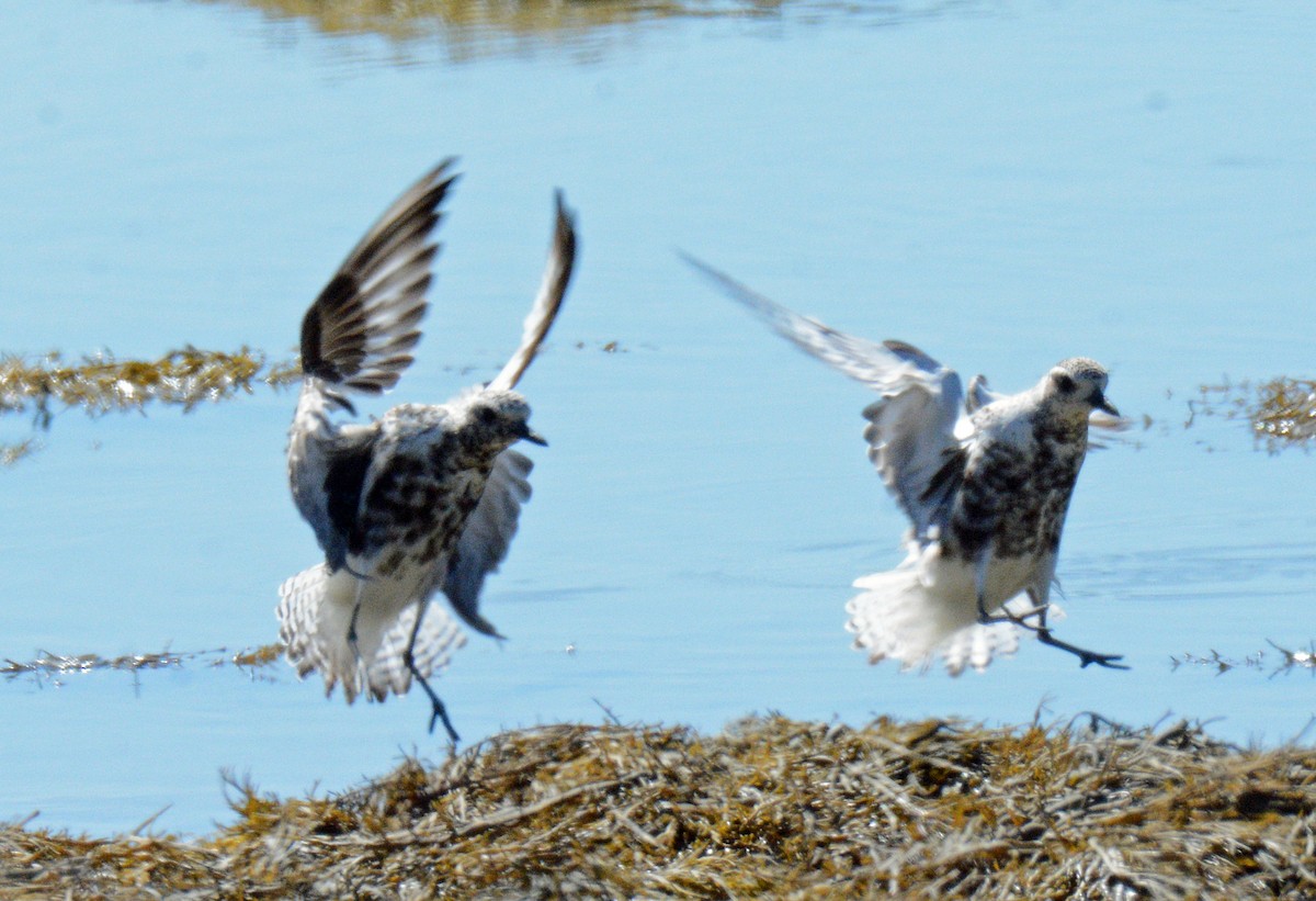 Black-bellied Plover - ML623081318