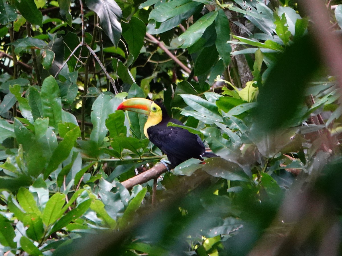 Toucan à carène - ML623081332