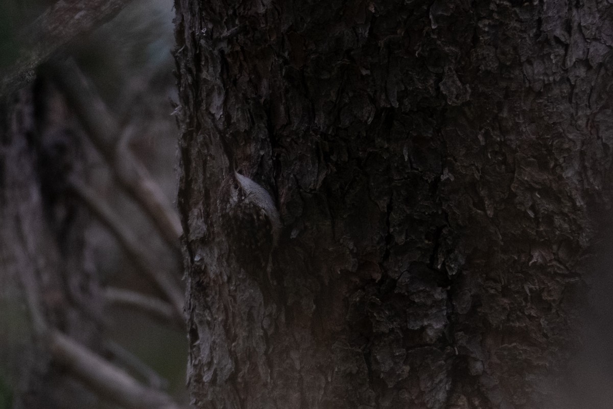 Short-toed Treecreeper - ML623081353