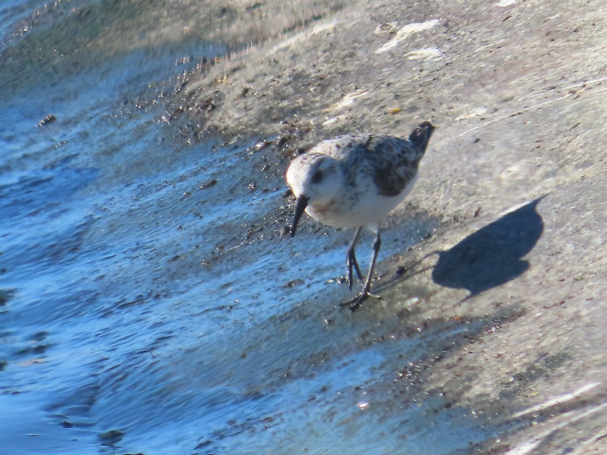 Bécasseau sanderling - ML623081357