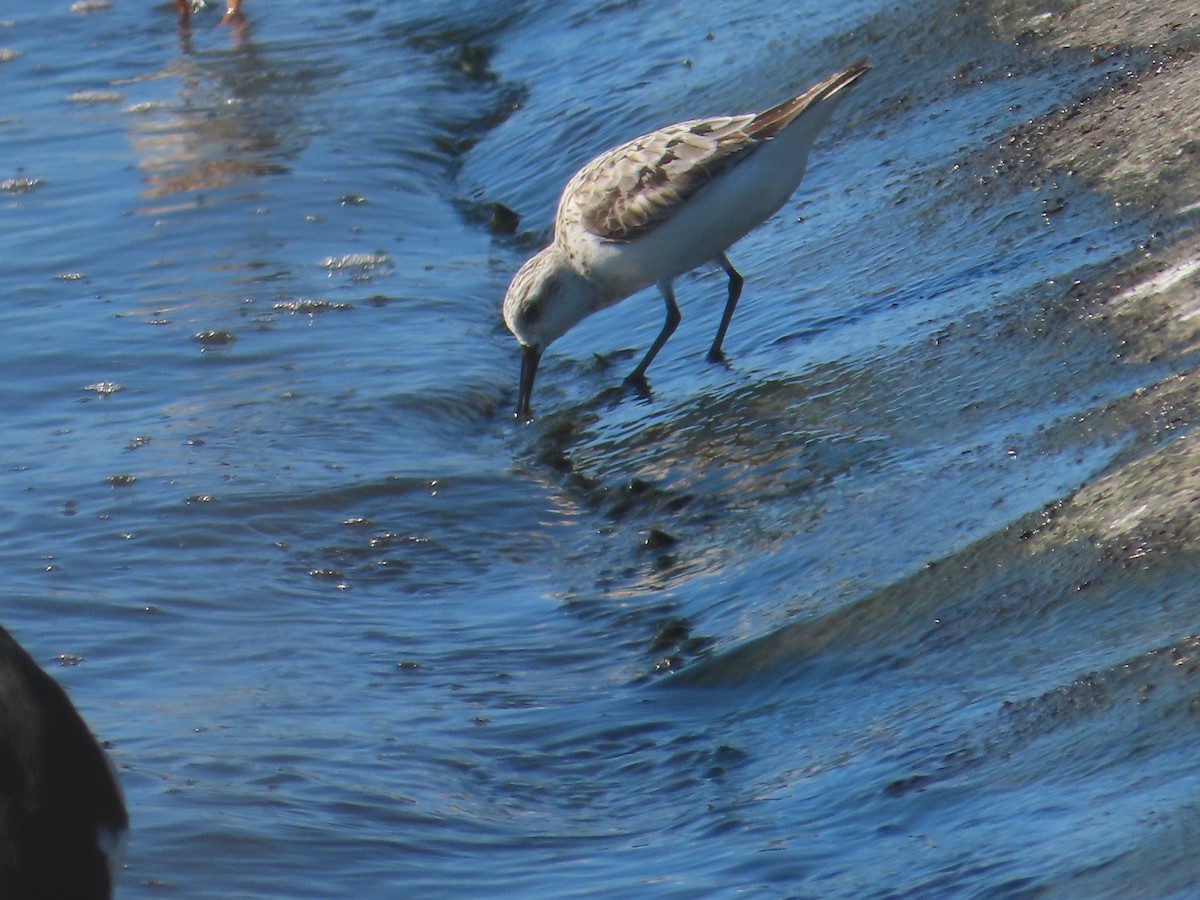 Bécasseau sanderling - ML623081358