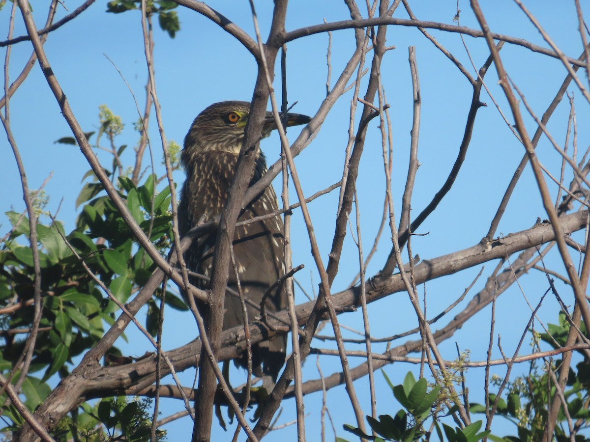 Black-crowned Night Heron - Kathy Dale