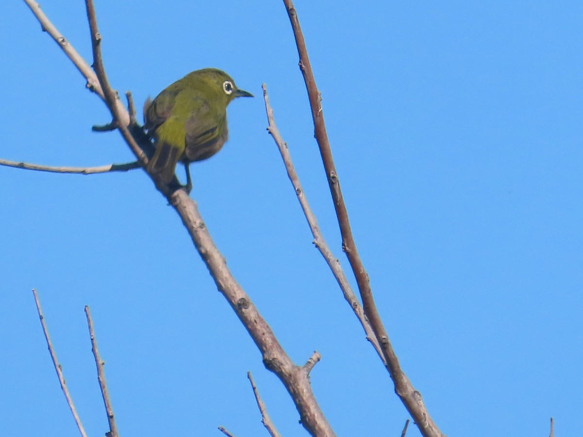 Warbling White-eye - ML623081369