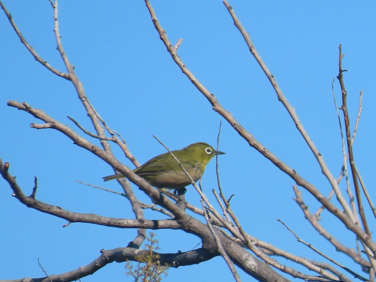 Warbling White-eye - ML623081370