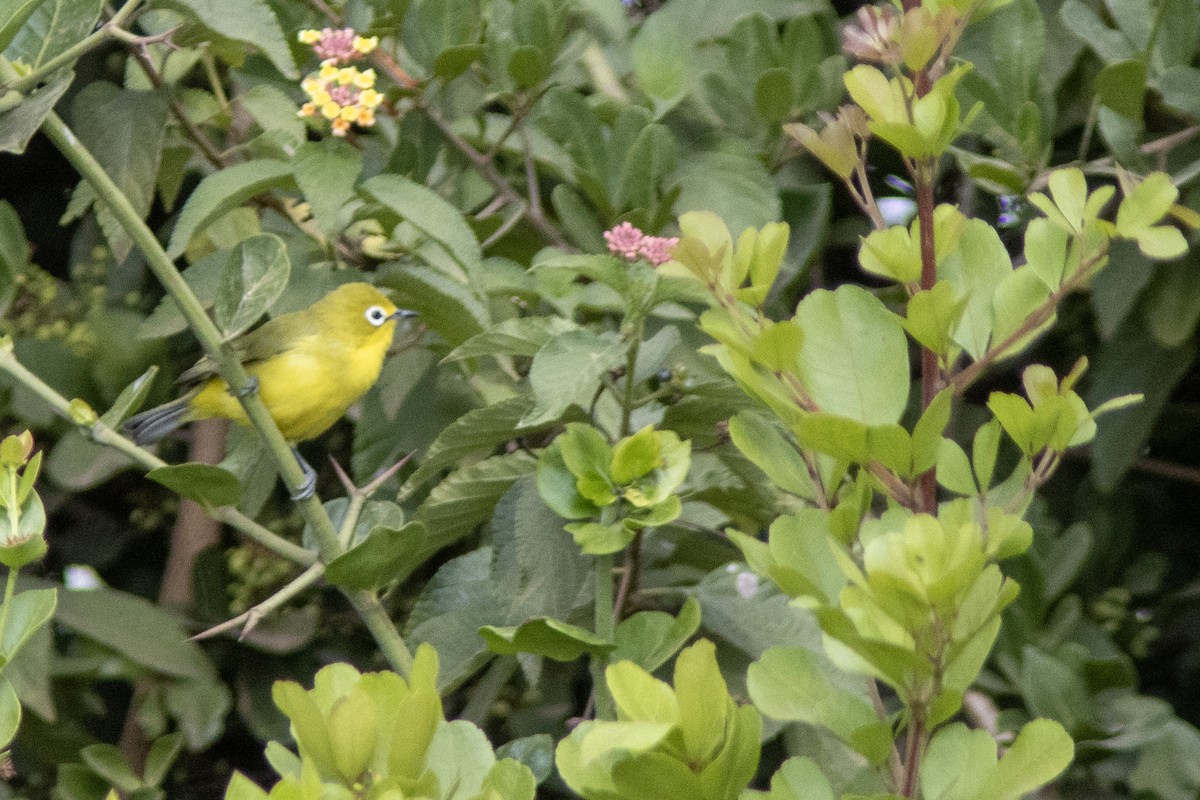 Northern Yellow White-eye - ML623081391