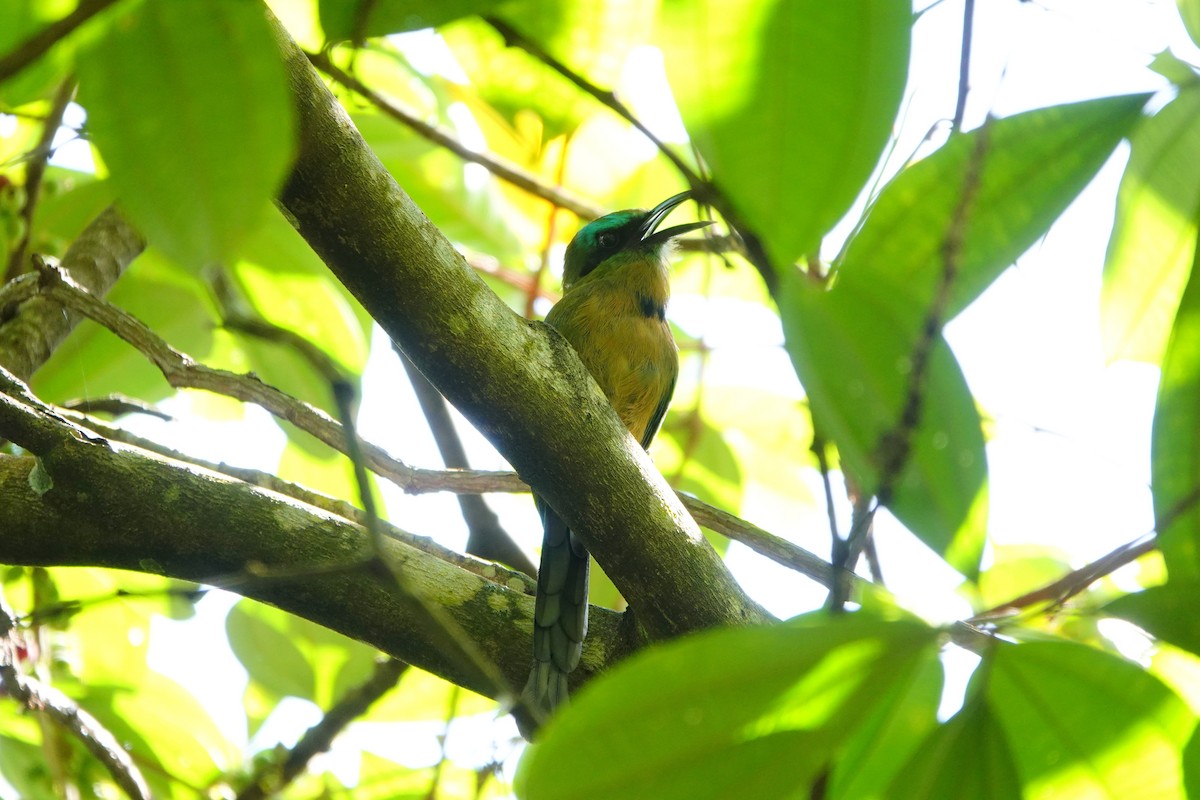 Motmot à bec caréné - ML623081402