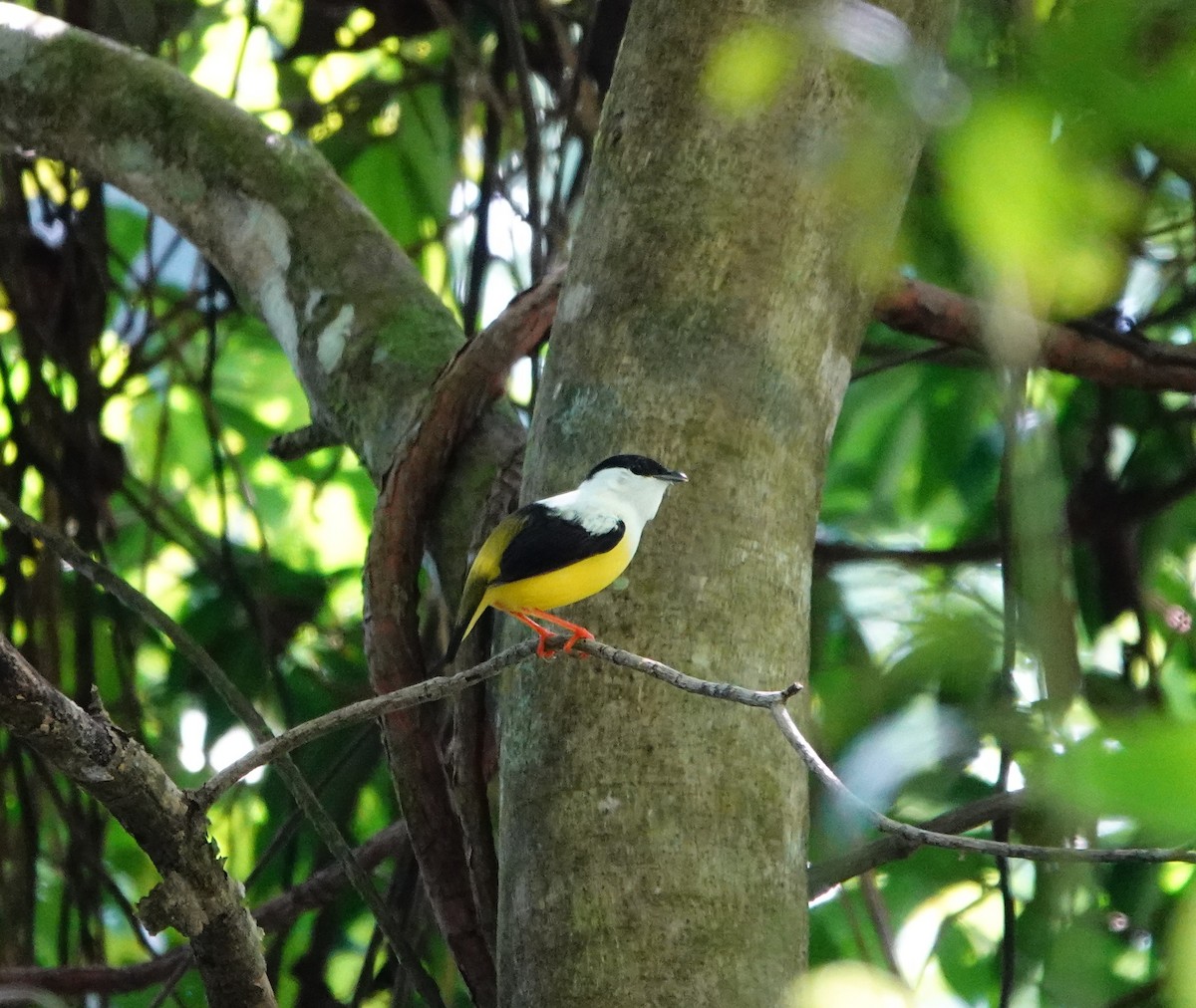 Manakin à col blanc - ML623081412