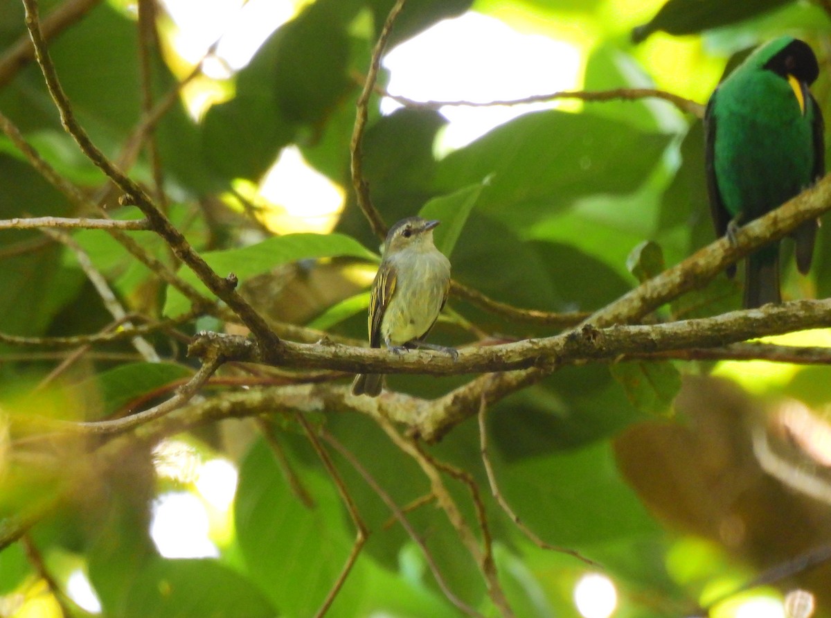 Mistletoe Tyrannulet - ML623081434