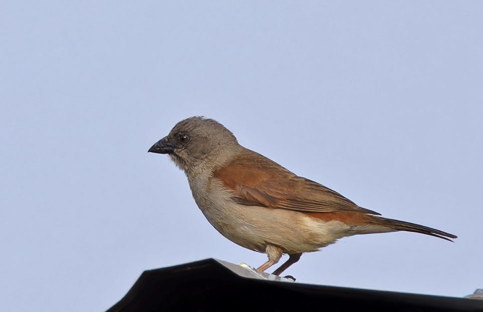 Parrot-billed Sparrow - ML623081446