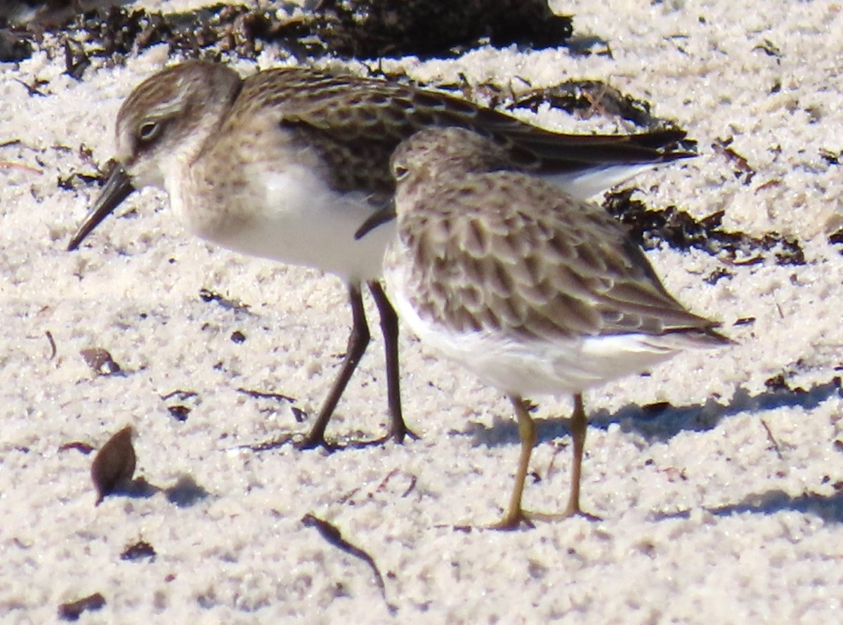 Semipalmated Sandpiper - alice horst