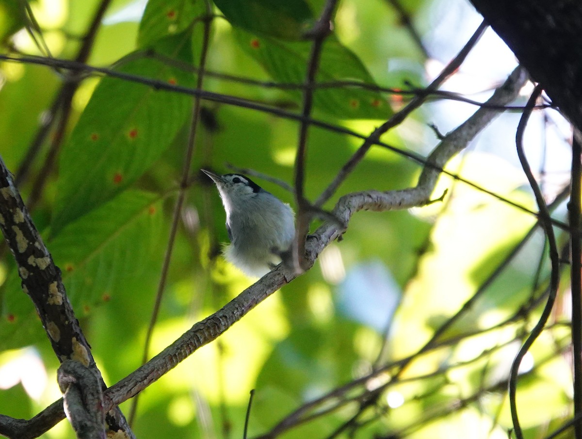 White-browed Gnatcatcher - Duane Morse