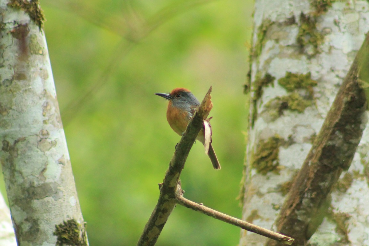 Rufous-capped Nunlet - ML623081544