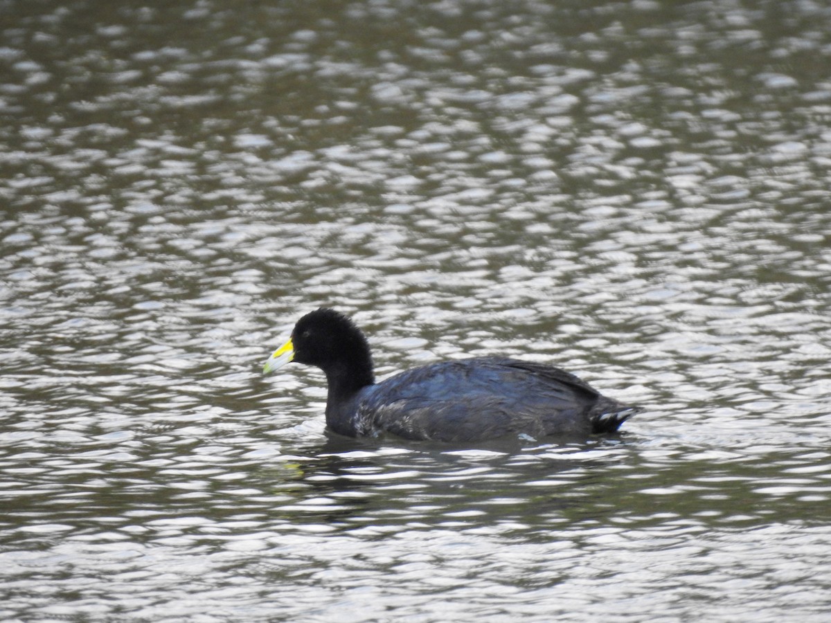 Slate-colored Coot - ML623081553