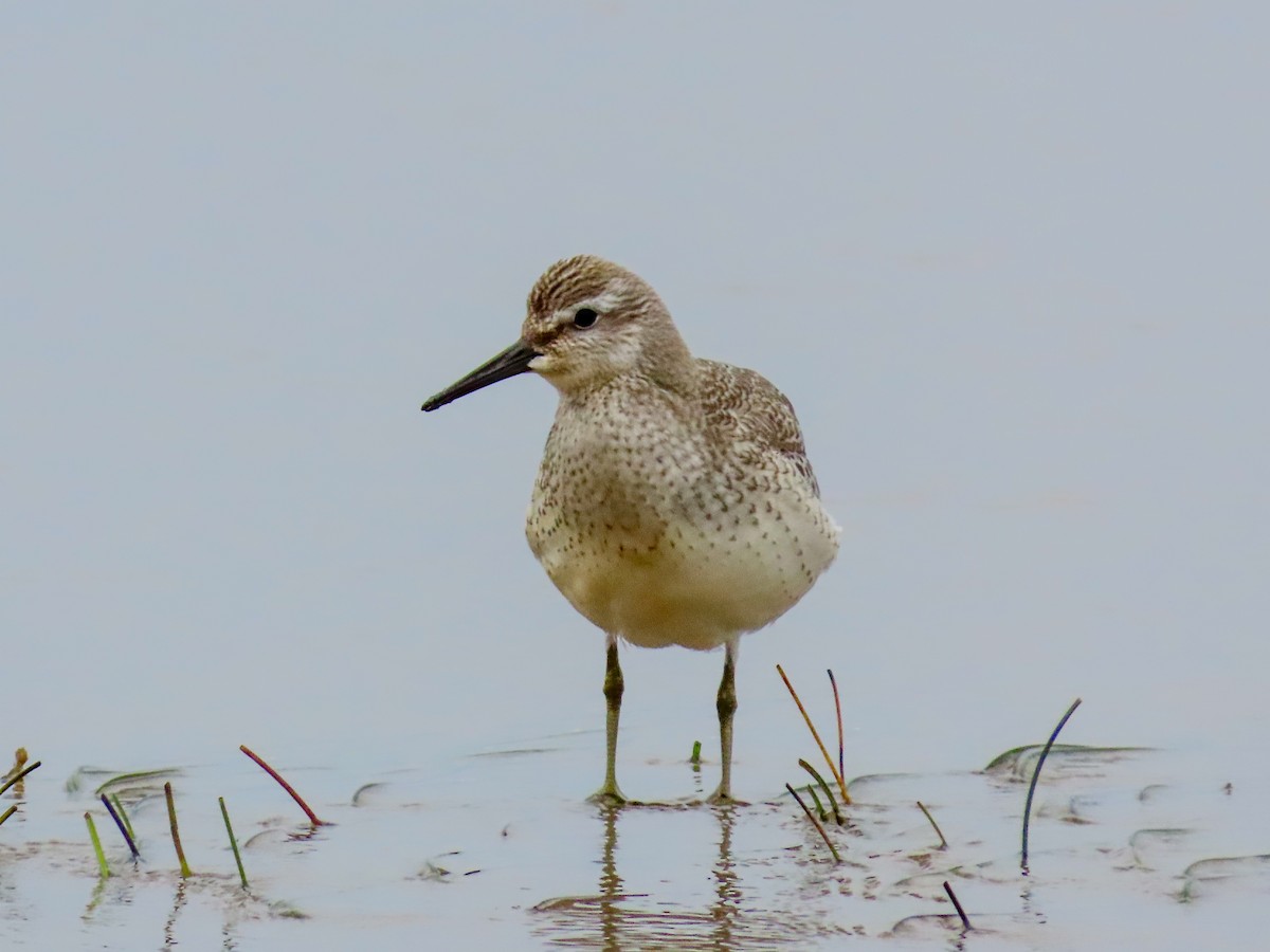 Red Knot - David Blue