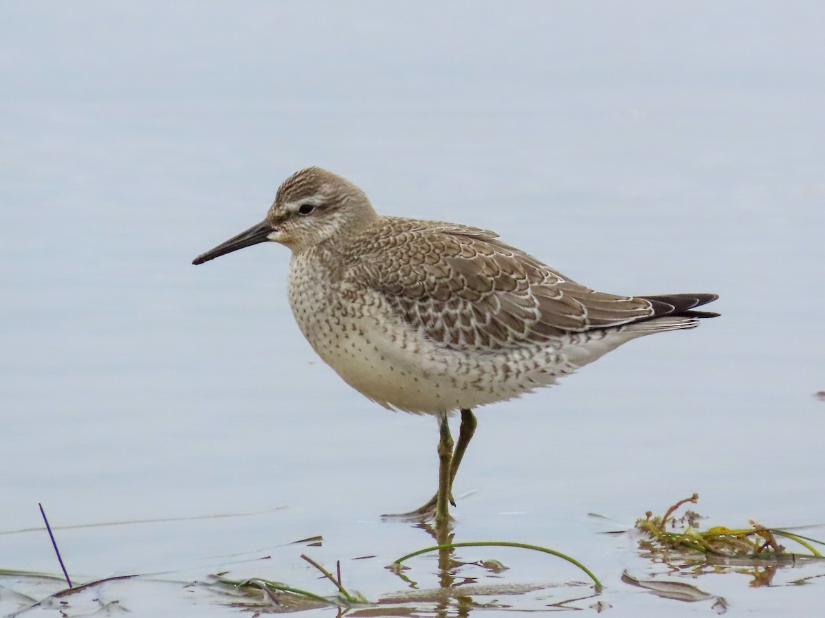 Red Knot - ML623081581