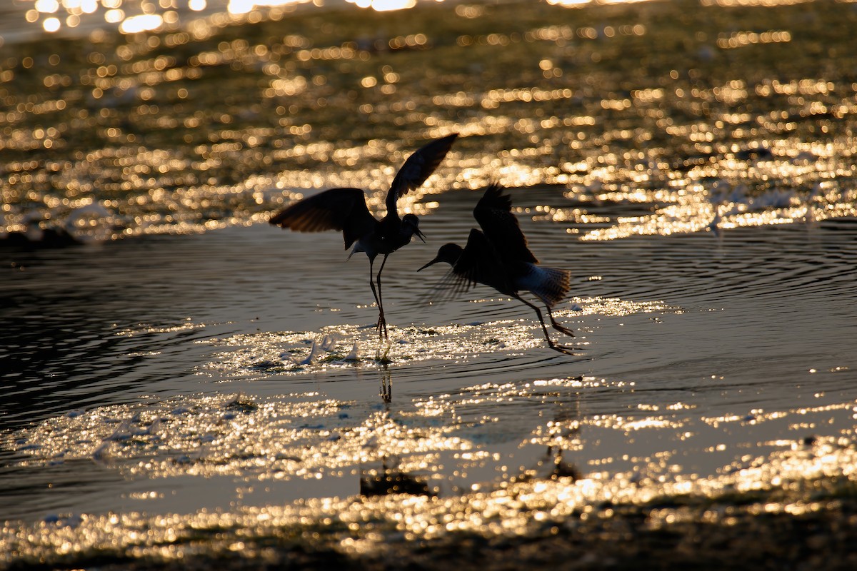 ביצנית עקודה - ML623081594