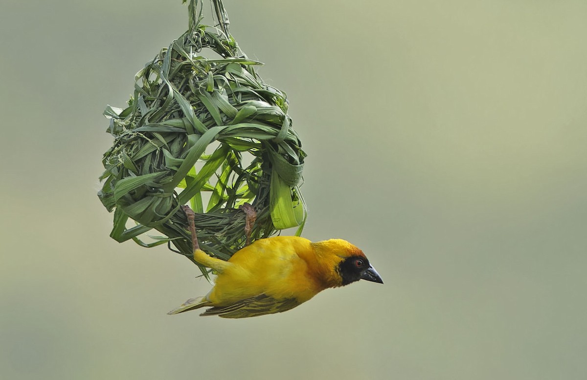 Vitelline Masked-Weaver - ML623081596