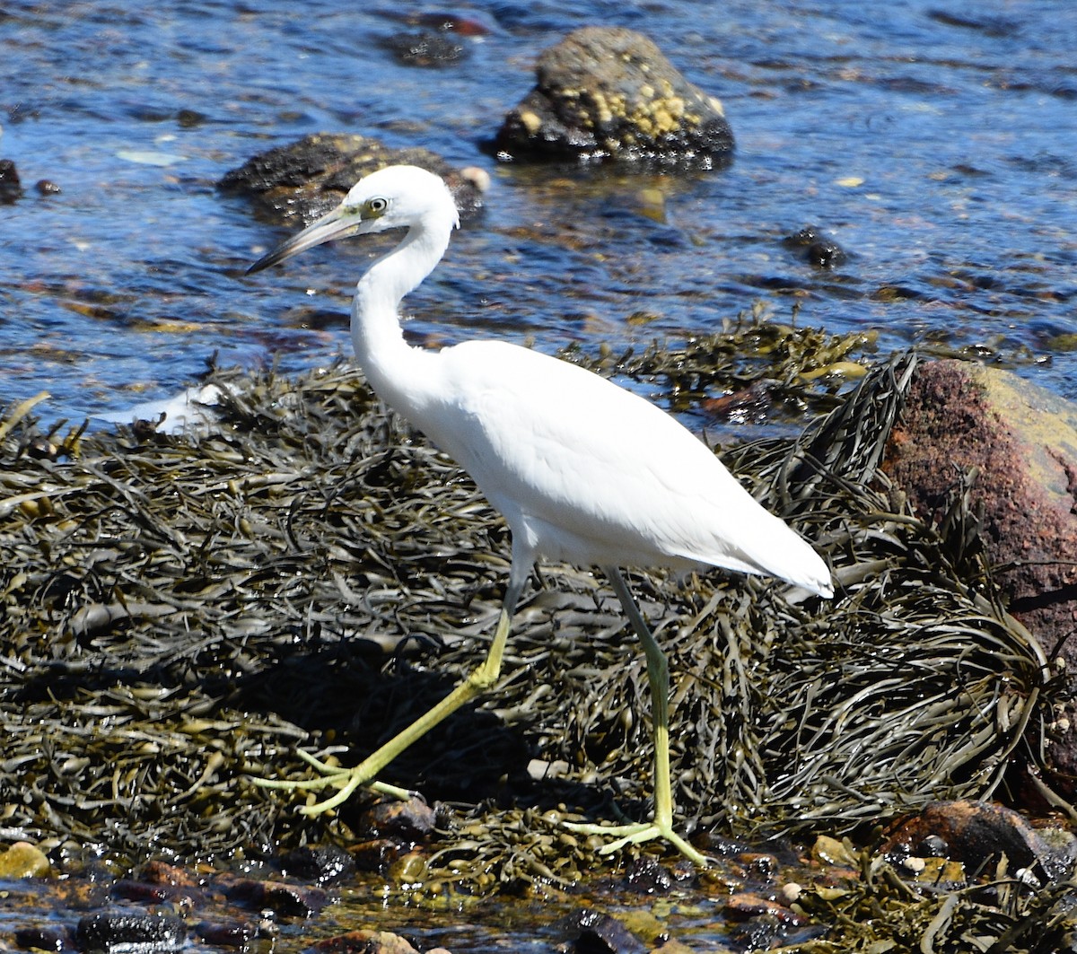 Little Blue Heron - ML623081605