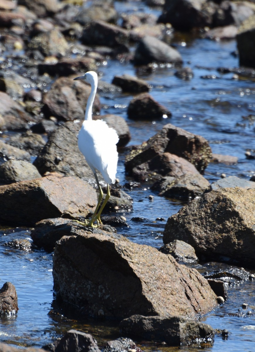 Little Blue Heron - ML623081606