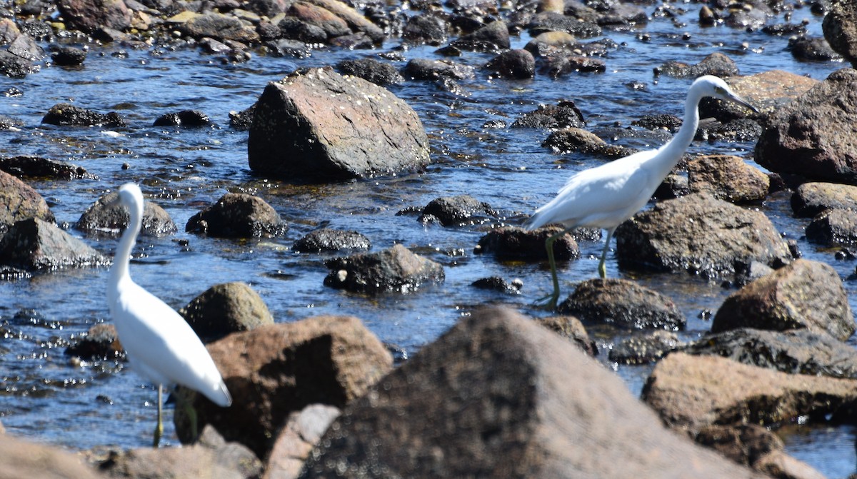 Little Blue Heron - ML623081607