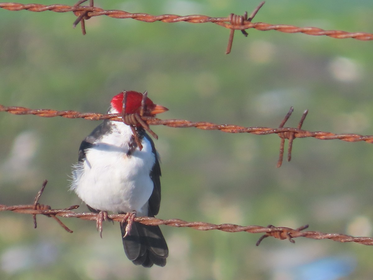 Yellow-billed Cardinal - ML623081614