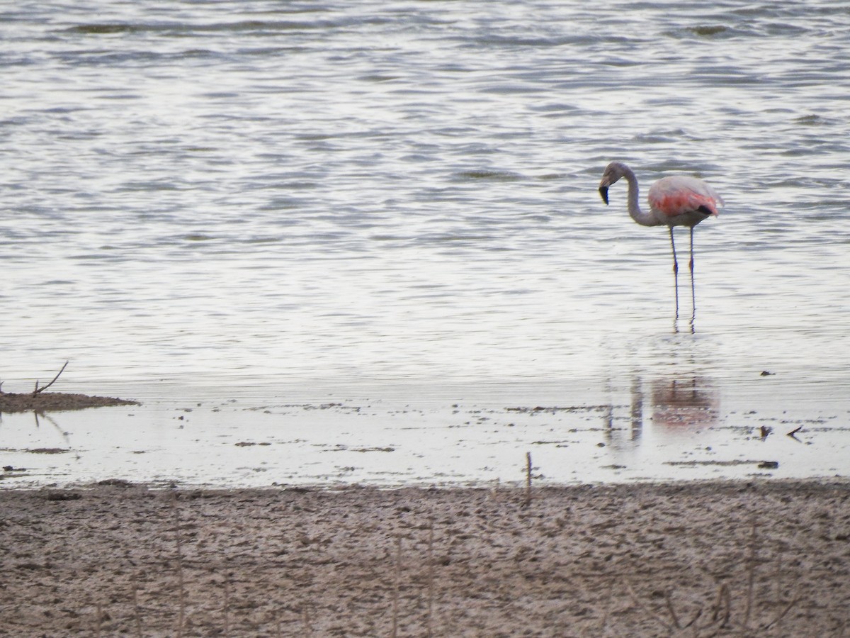 Chilean Flamingo - JOSÉ AUGUSTO Mérida Misericordia