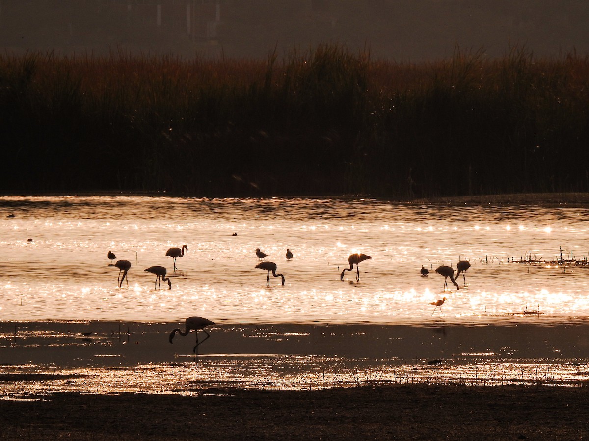 Chilean Flamingo - ML623081627