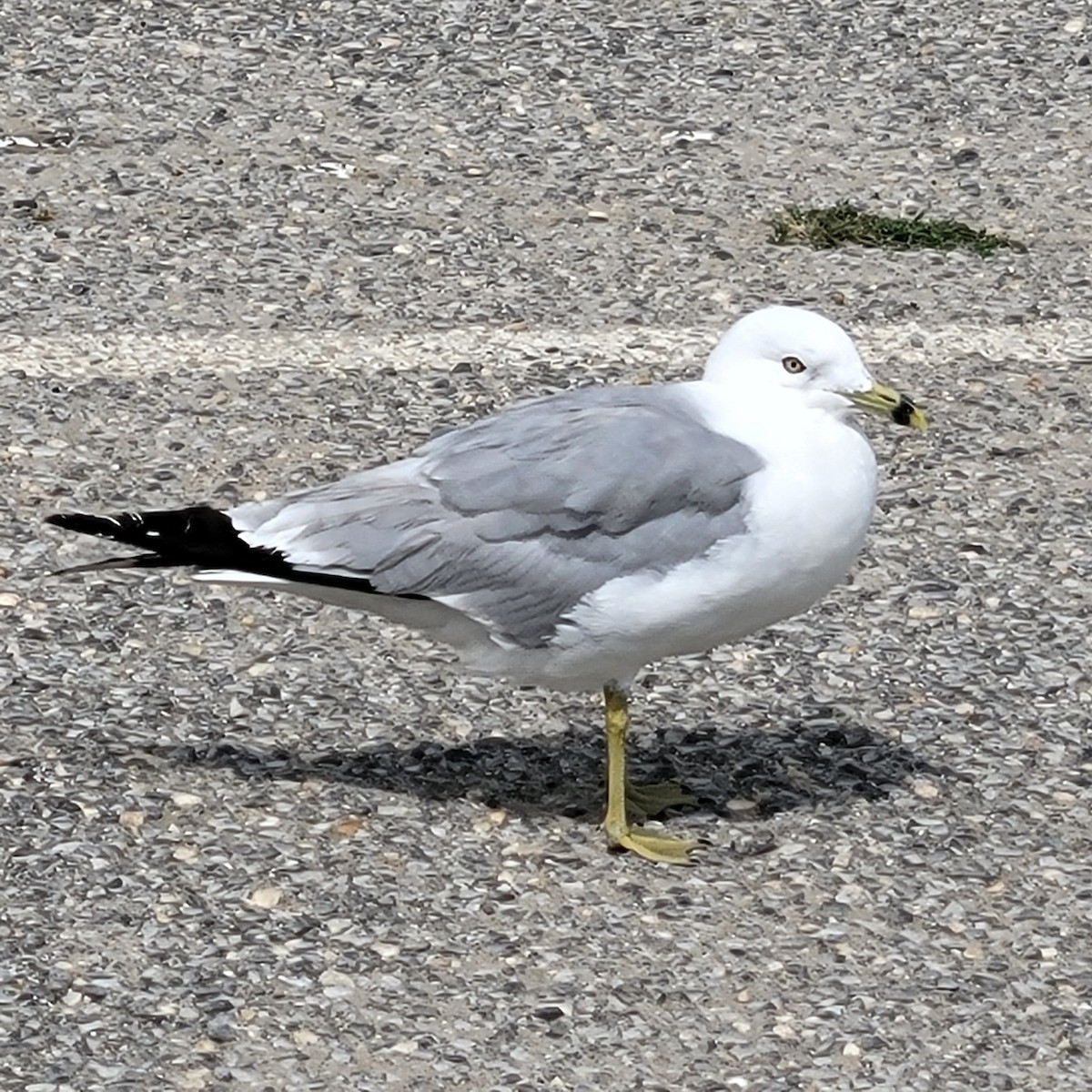 Ring-billed Gull - ML623081639