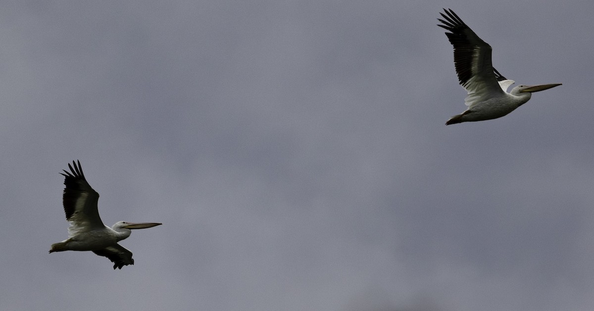 American White Pelican - ML623081644