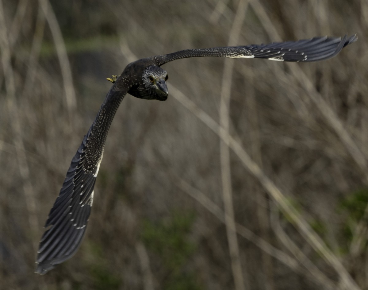 Yellow-crowned Night Heron - ML623081657