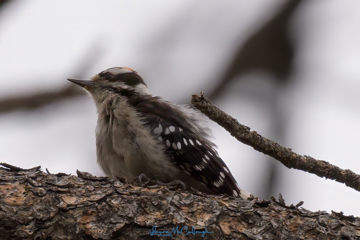 Hairy Woodpecker - ML623081662