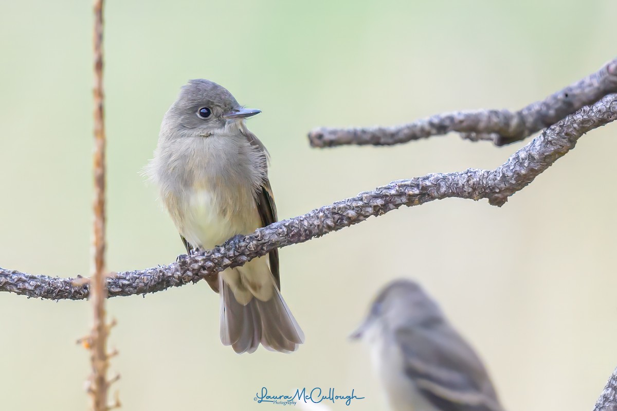 Western Wood-Pewee - ML623081676