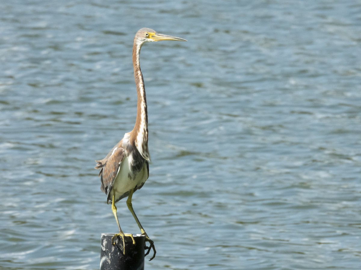 Tricolored Heron - ML623081679