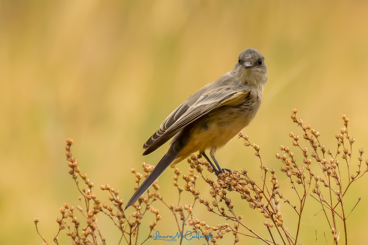 Say's Phoebe - ML623081680