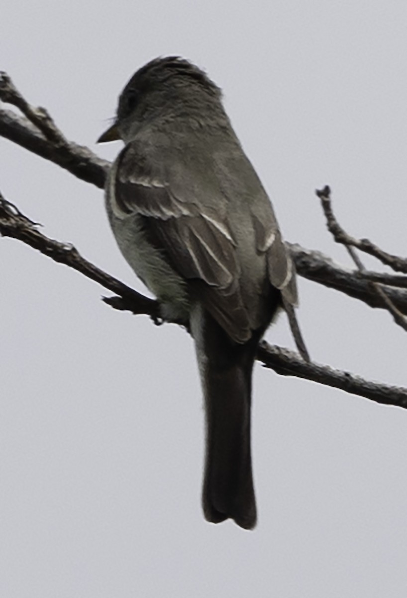 Eastern Wood-Pewee - ML623081685