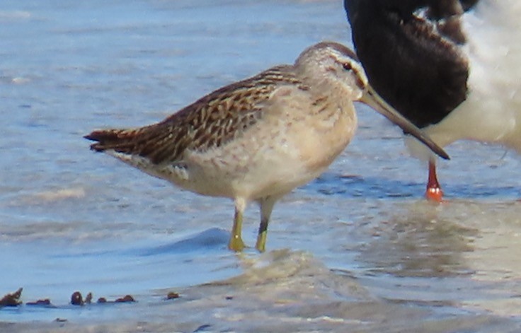 Short-billed Dowitcher - ML623081701