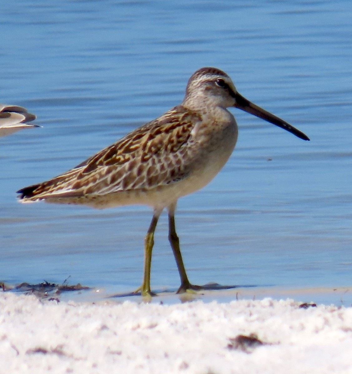 Short-billed Dowitcher - ML623081702