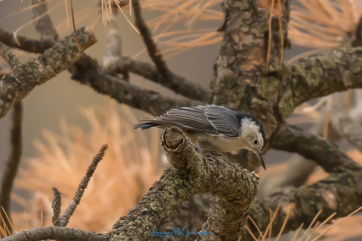 White-breasted Nuthatch - ML623081704