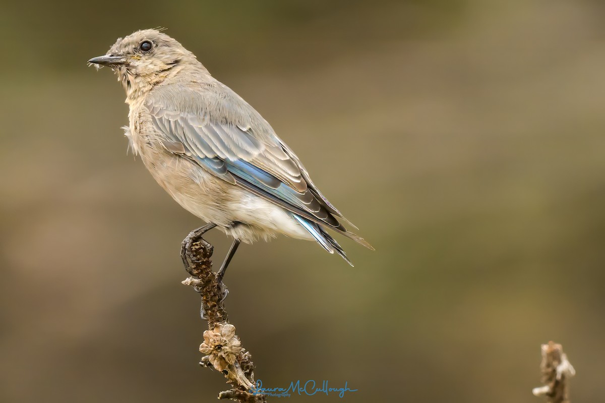 Western Bluebird - ML623081732