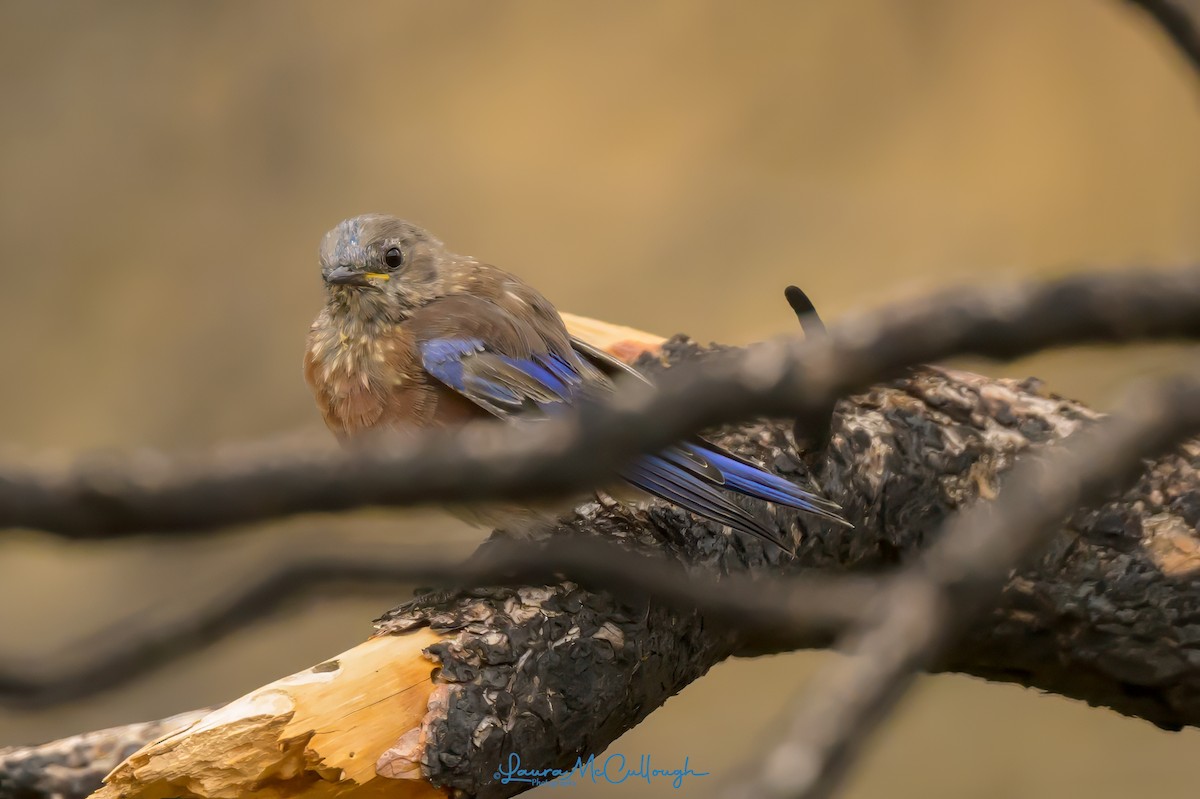 Western Bluebird - ML623081733