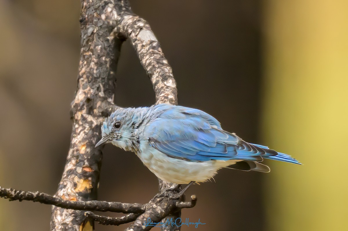 Mountain Bluebird - ML623081741