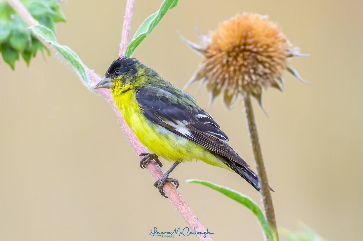 Lesser Goldfinch - ML623081756