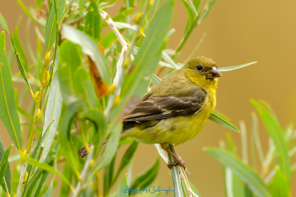 Lesser Goldfinch - ML623081757