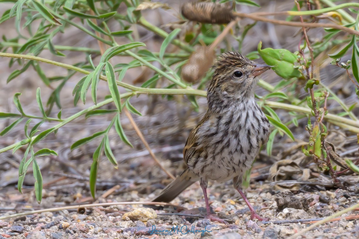 Chipping Sparrow - ML623081765