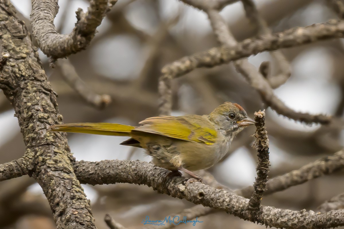 Green-tailed Towhee - ML623081778