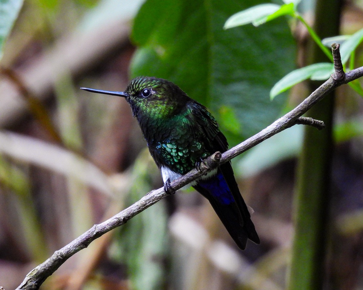 Glowing Puffleg - ML623081780