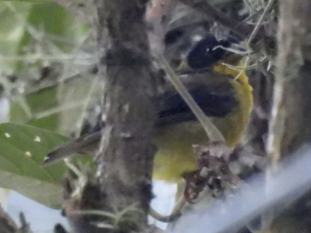 Masked Yellowthroat - ML623081816