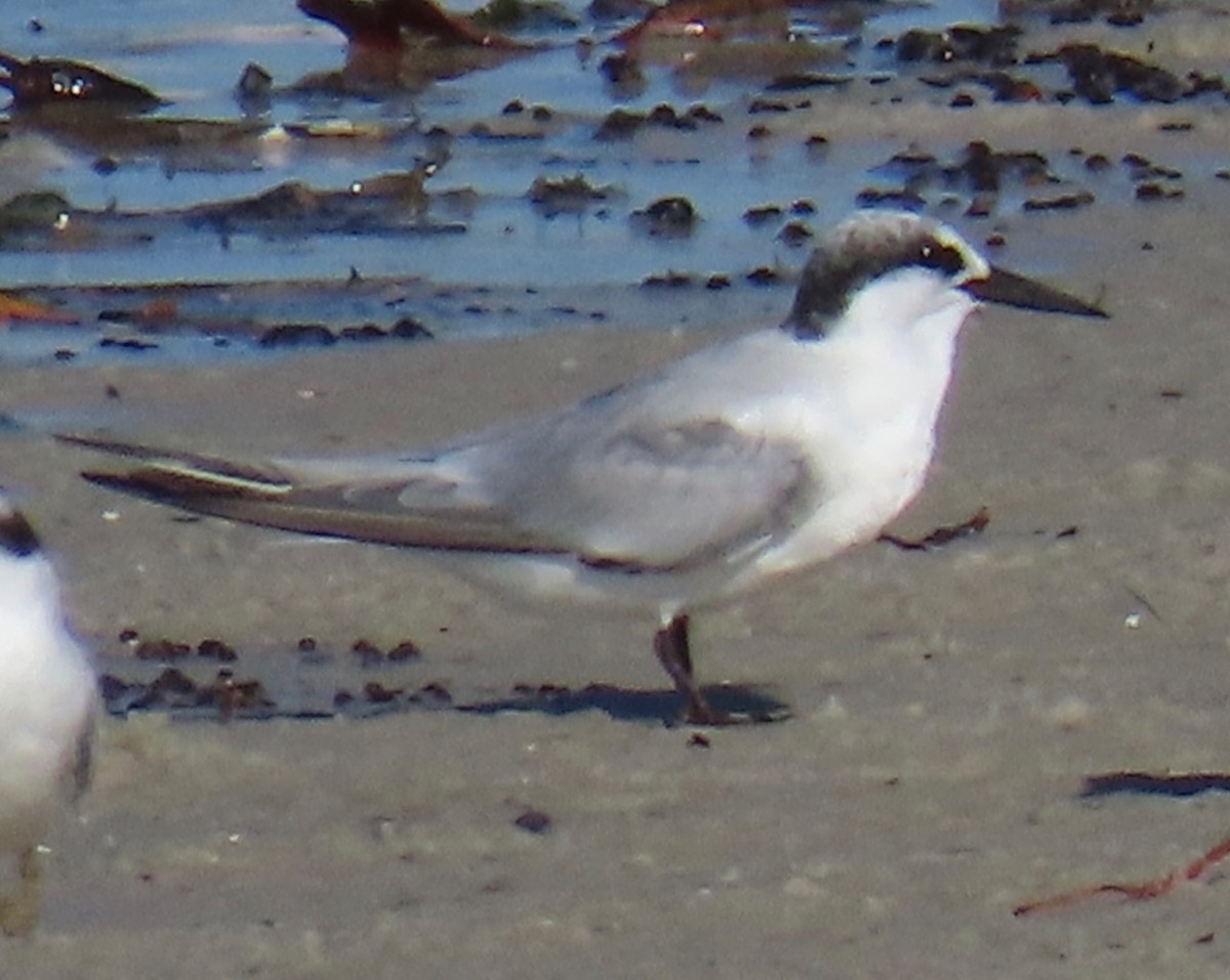 Least Tern - ML623081836