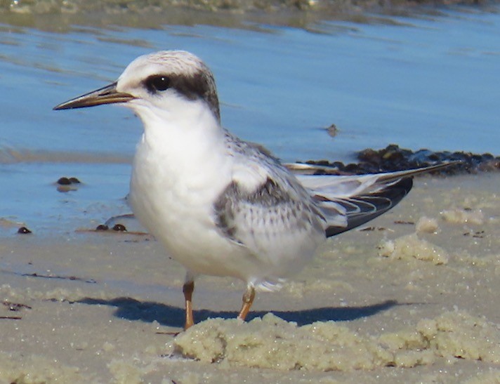 Least Tern - ML623081838